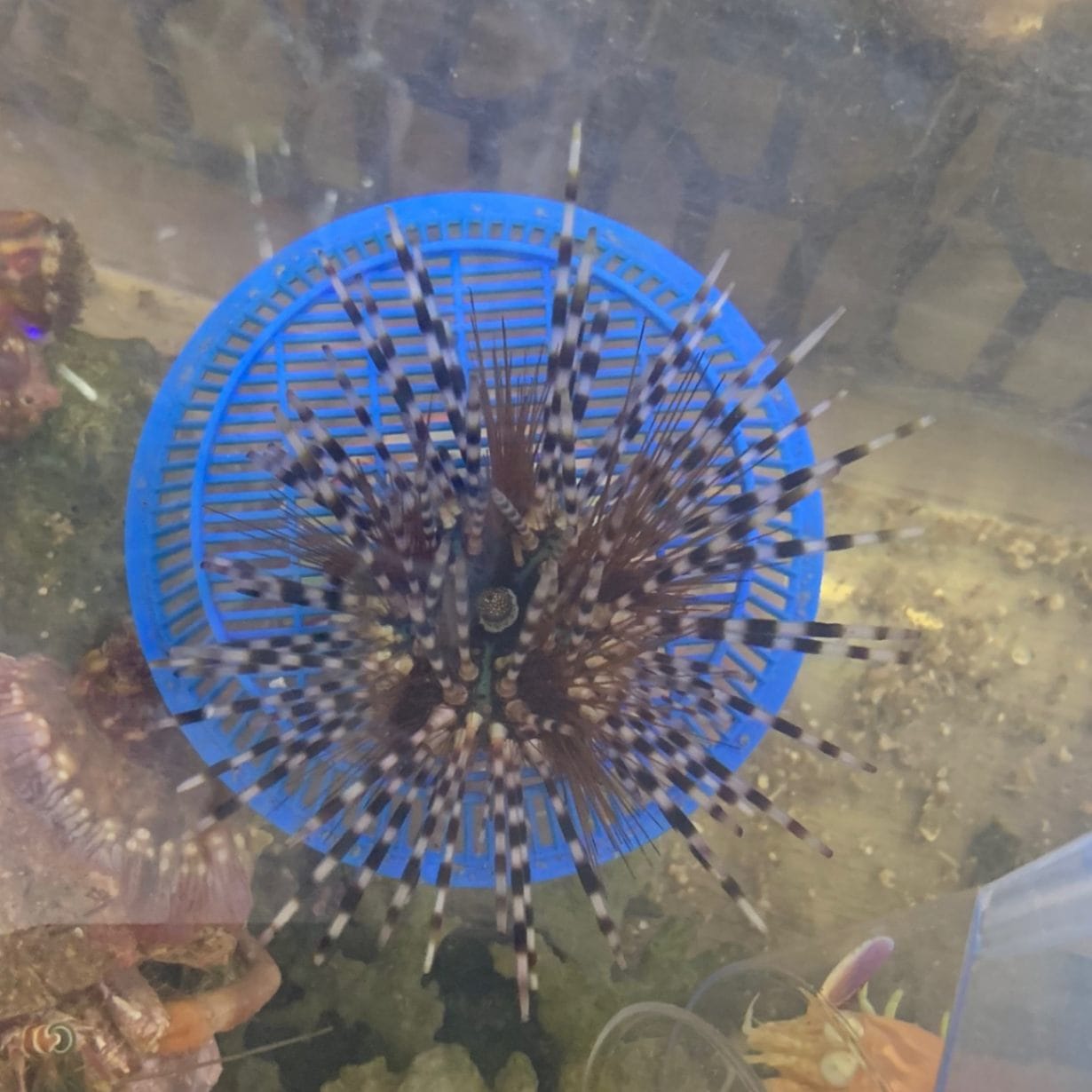 トックリガンガゼモドキ【近海産】【和歌山県産】 | 海水魚,ヒトデ