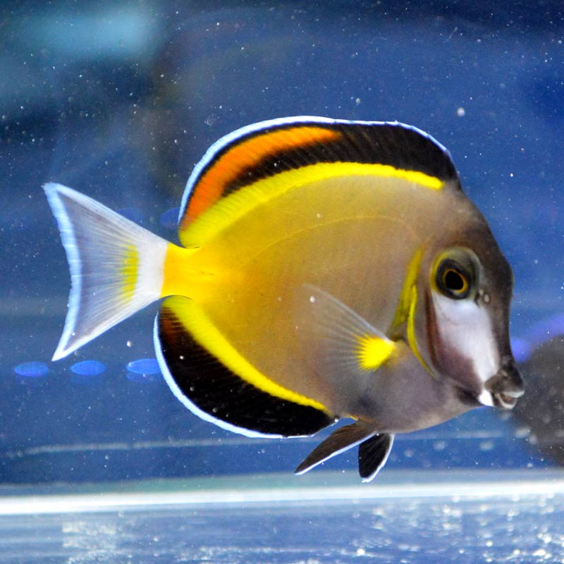 ナミダクロハギ【フィリピン産】 | 海水魚図鑑（過去入荷）,海水魚 