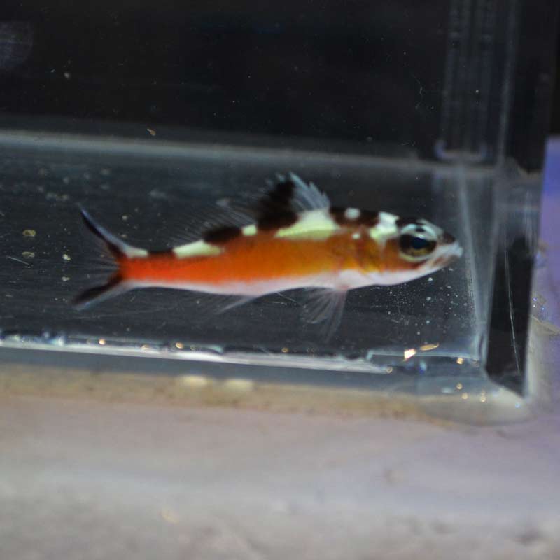 タバコバスレット カリブ産 海水魚図鑑 過去入荷 海水魚 バスレット ハナダイ ハタ やどかり屋