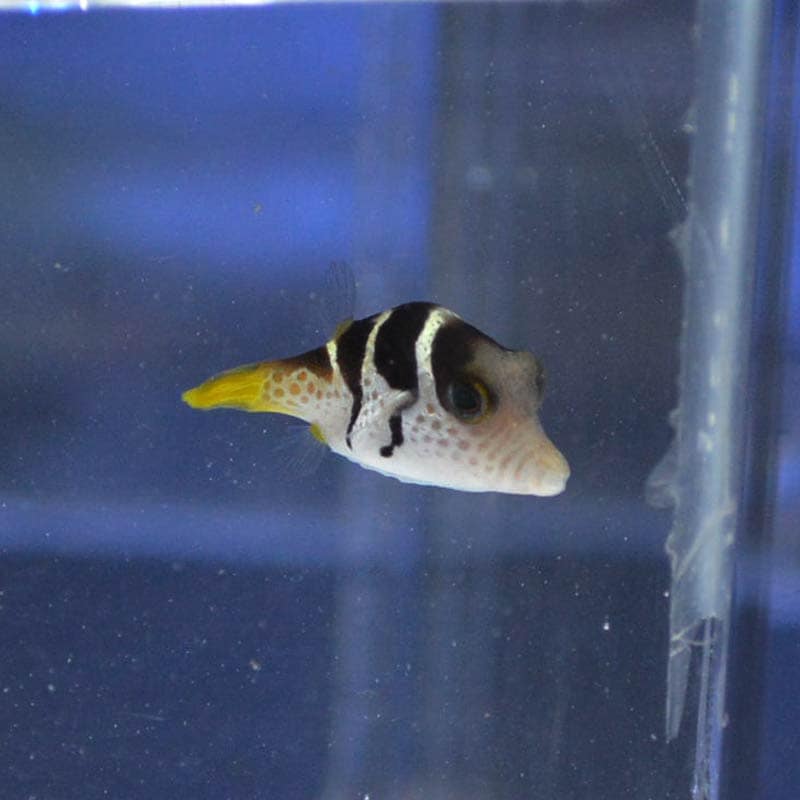 シマキンチャクフグ ベビー 沖縄産 海水魚図鑑 過去入荷 海水魚 フグ ハコフグ やどかり屋