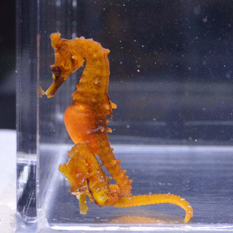 海水魚　タツノオトシゴ　ドラゴン　ペア 海水魚 タツノオトシゴ ドラゴン ペア