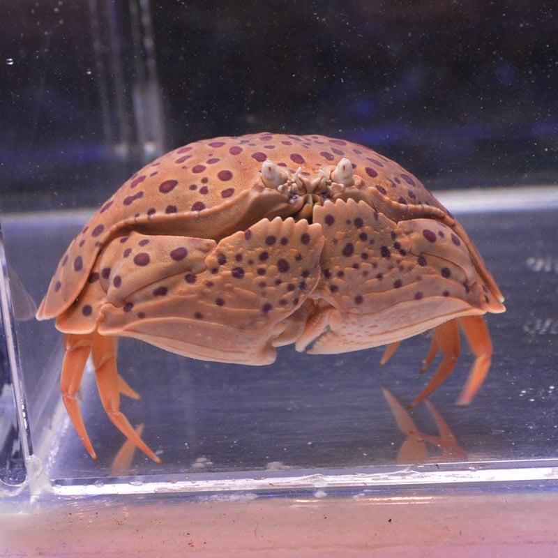 マルソデカラッパ スポット | 海水魚図鑑（過去入荷）,甲殻類 | やどかり屋
