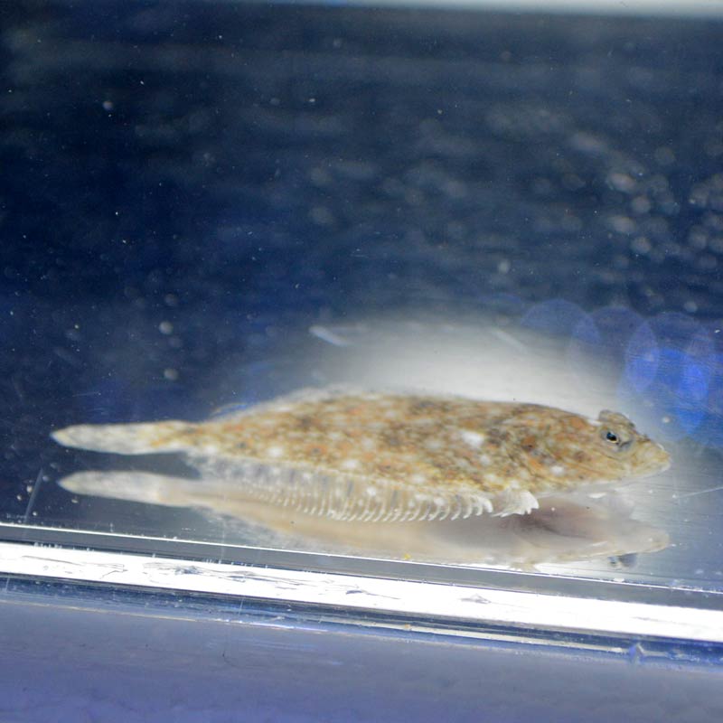イシガレイ【国産】 | 海水魚図鑑（過去入荷）,海水魚,カレイ・ヒラメ