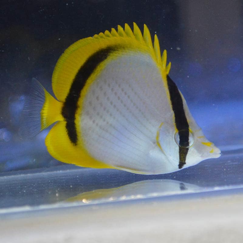 テングチョウチョウウオ | 海水魚図鑑（過去入荷）,海水魚