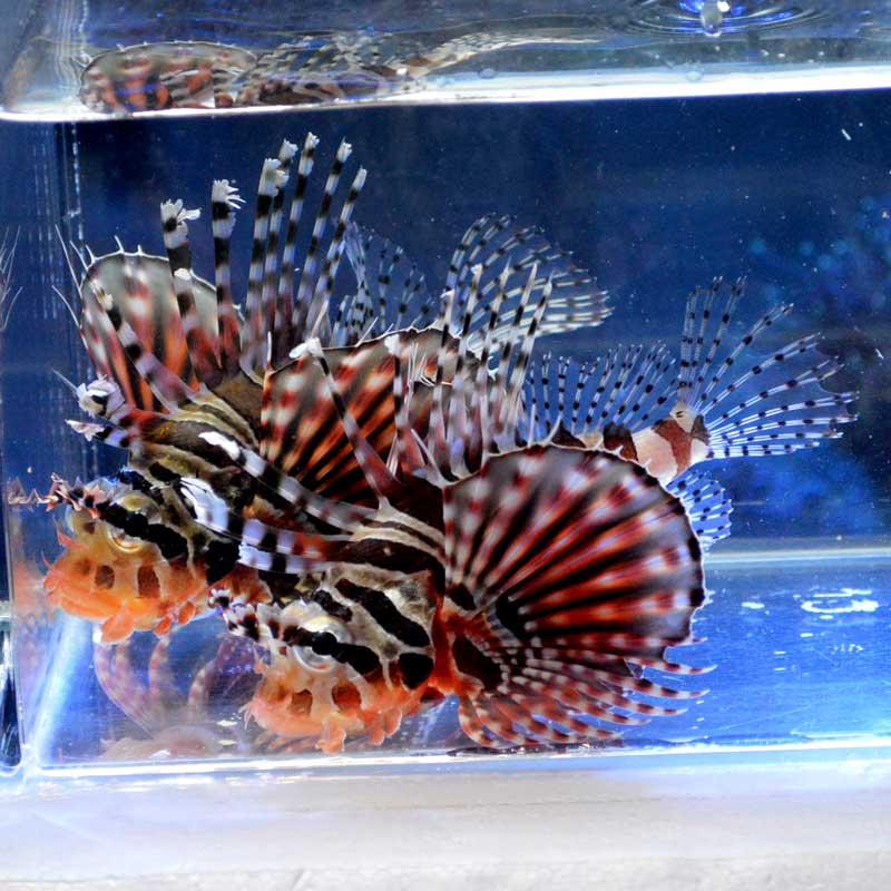 キリンミノ 天然ペア 沖縄産ハンドコート 海水魚図鑑 過去入荷 海水魚 カサゴ オコゼ やどかり屋 キリンミノ 天然ペア 沖縄産ハンドコート 海水魚図鑑 過去入荷 海水魚 カサゴ オコゼ やどかり屋