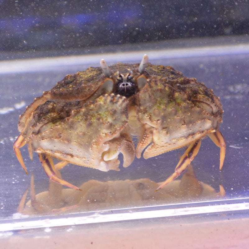 ソデカラッパ 沖縄産 海水魚図鑑 過去入荷 甲殻類 やどかり屋