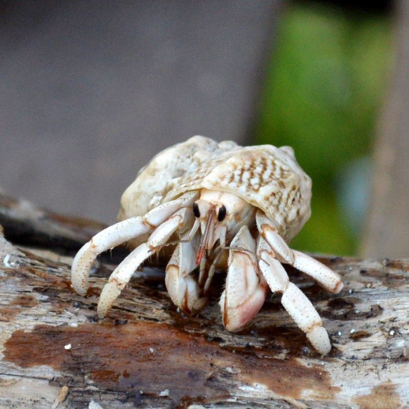 白っぽい足のオカヤドカリさん 1 3ｃｍサザエちゃん 海水魚図鑑 過去入荷 オカヤドカリ やどかり屋