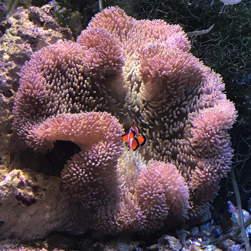 イボハタゴイソギンチャク サンゴ ハタゴイソギンチャク【セブ産】 | 海水魚図鑑(過去入荷