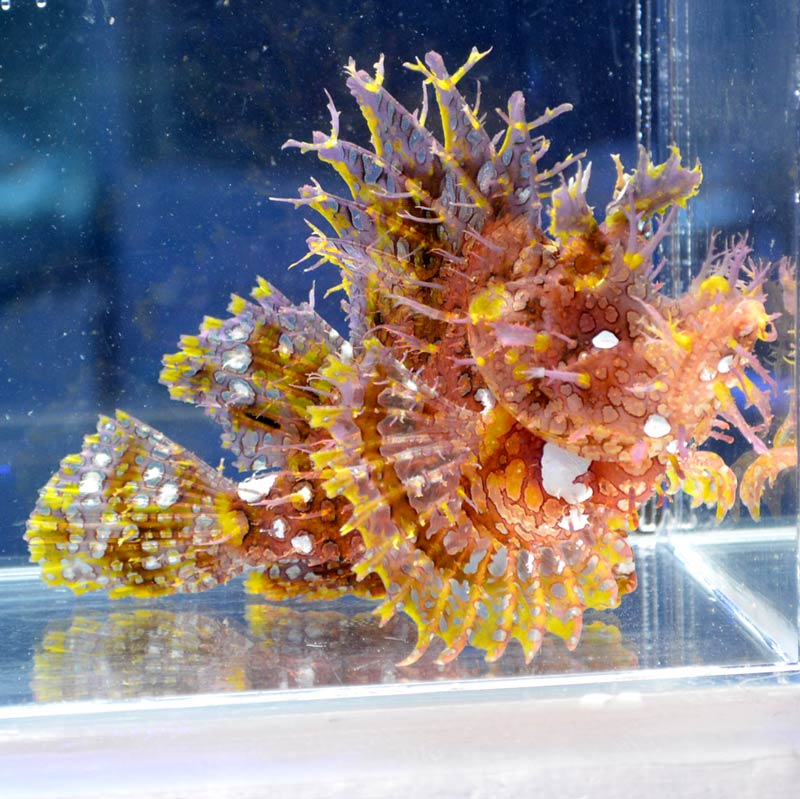 ボロカサゴ | 海水魚図鑑（過去入荷）,海水魚,カサゴ・オコゼ | やどかり屋