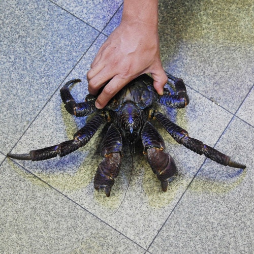 ヤシガニ 沖縄産 ヤシガニ やどかり屋