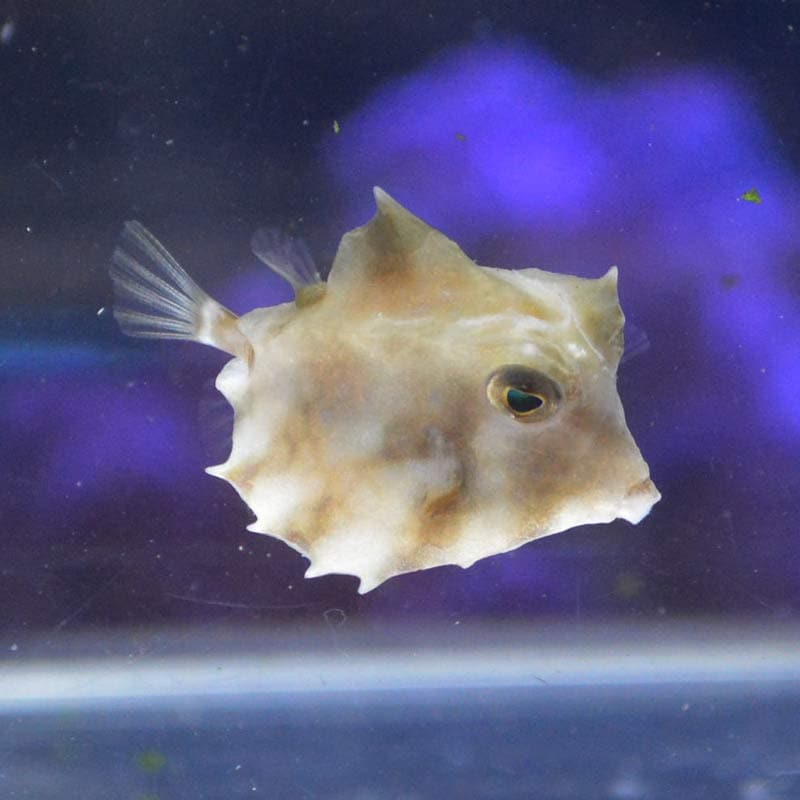 ラクダハコフグ 03 海水魚図鑑 過去入荷 海水魚 フグ ハコフグ やどかり屋