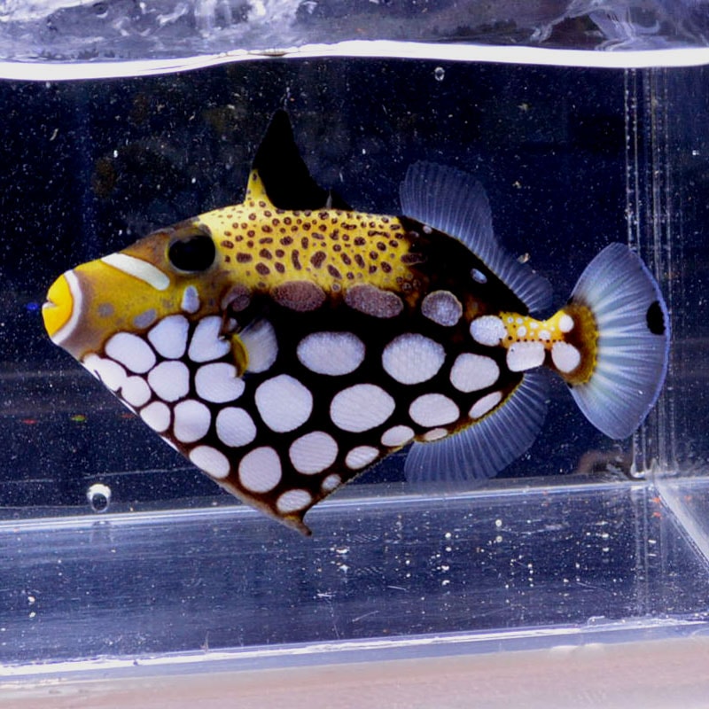 モンガラカワハギ 海水魚図鑑 過去入荷 海水魚 カワハギ モンガラカワハギ やどかり屋