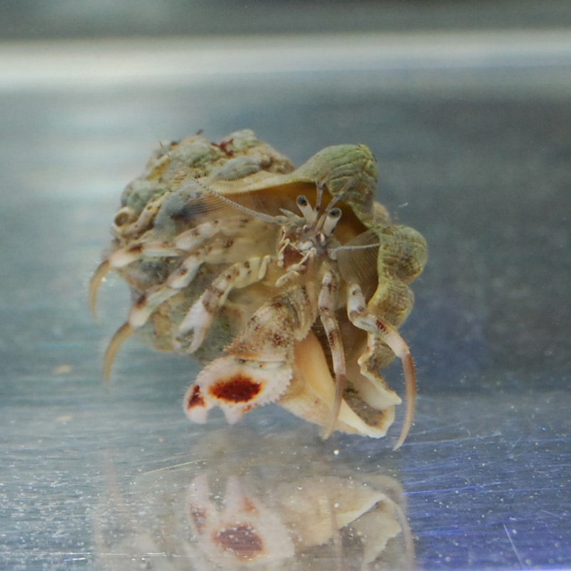 トゲトゲツノヤドカリ【近海産】 | 海水魚図鑑（過去入荷）,甲殻類