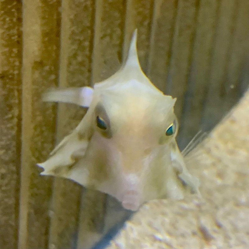 ラクダハコフグ 海水魚 フグ ハコフグ やどかり屋