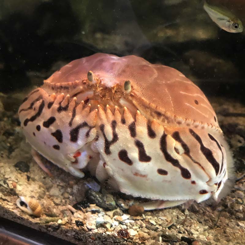 AQUATALES 海の主役たち トラフカラッパ 海洋堂 フィギュア 蟹 かに