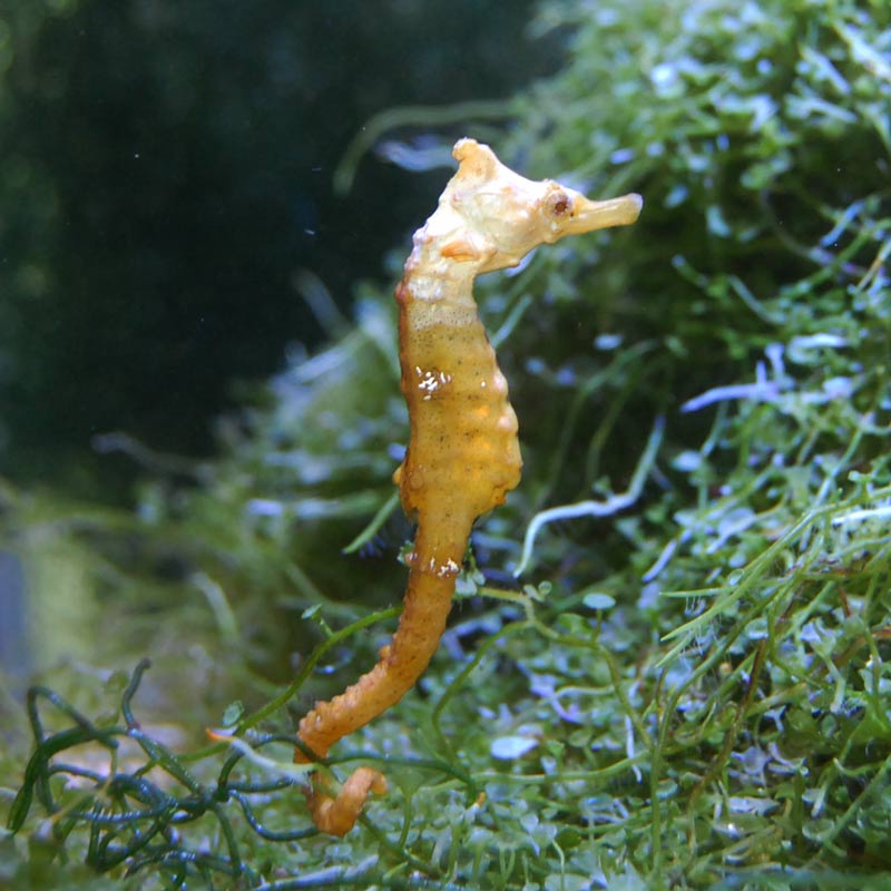 タツノオトシゴ ホワイトフェイス メス 近海産ハンドコート 海水魚図鑑 過去入荷 海水魚 タツノオトシゴ やどかり屋