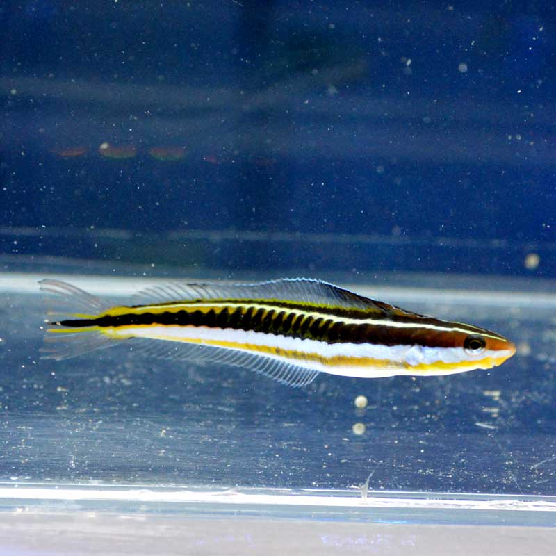 魚 海水魚】ゴールデンタイガーブレニー (1匹)4-5cm前後(サンプル