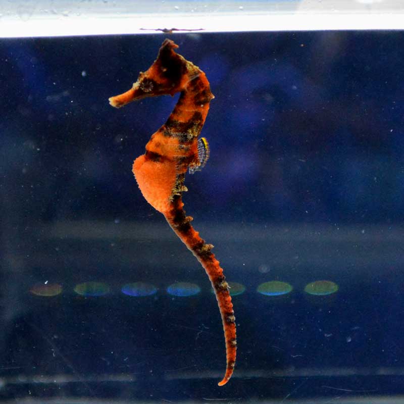 タツノオトシゴ オス 10 近海産ハンドコート 海水魚図鑑 過去入荷 海水魚 タツノオトシゴ やどかり屋