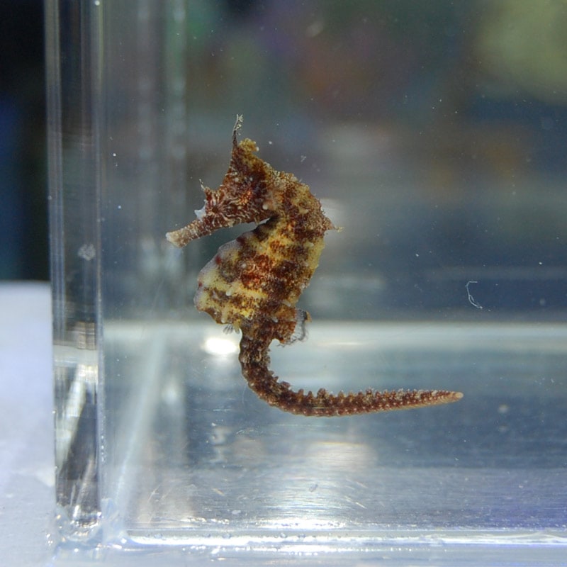 タツノオトシゴ メス マーブルカラー 05【近海産ハンドコート】 | 海水