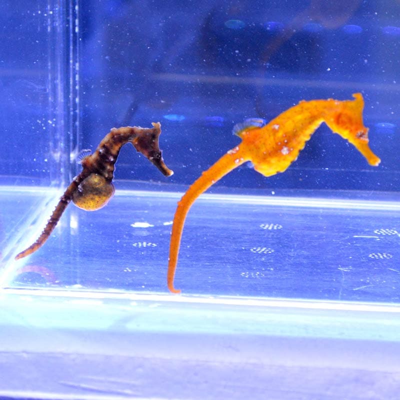 タツノオトシゴ ペア 01 【近海産ハンドコート】 | 海水魚図鑑（過去 