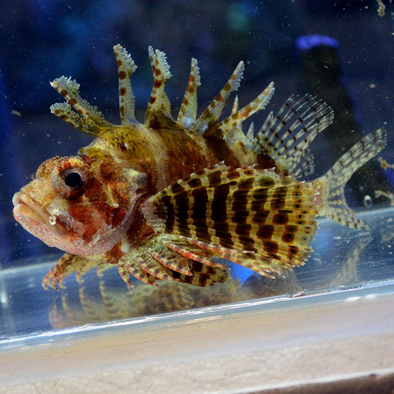 シマヒメヤマノカミ 【沖縄産】 | 海水魚図鑑（過去入荷）,海水魚