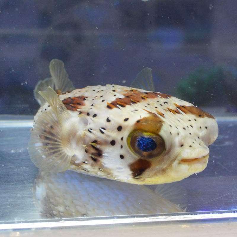 ハリセンボン 【キューバ産】 | 海水魚図鑑（過去入荷）,海水魚,フグ
