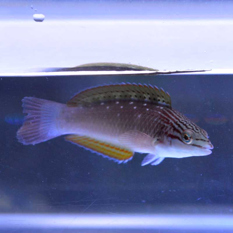 ホシササノハベラ【近海産ハンドコート】 | 海水魚図鑑（過去入荷