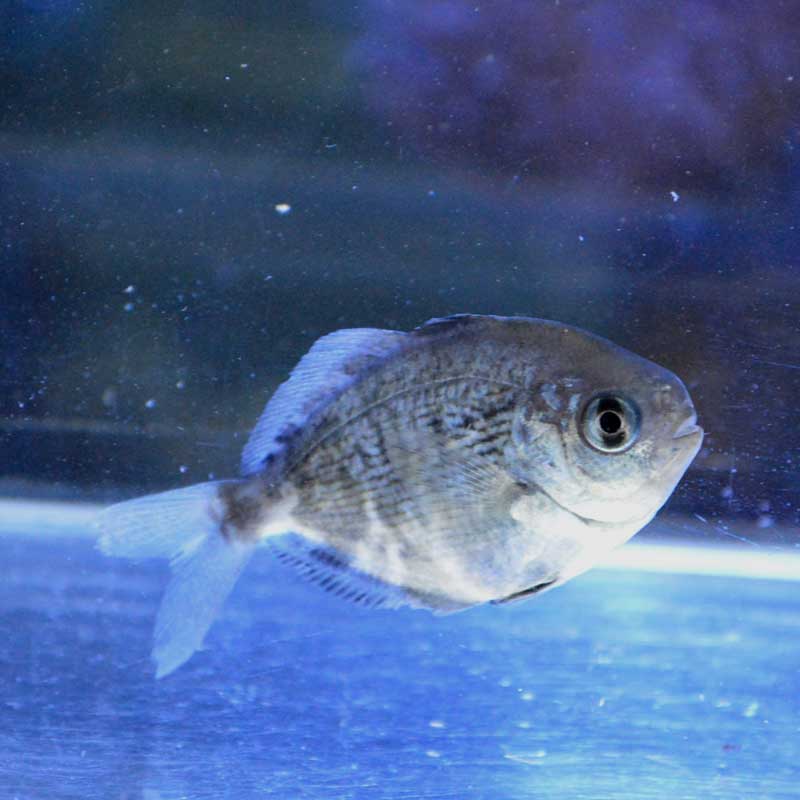 スジハナビラウオ【近海産ハンドコート】 | 海水魚図鑑（過去入荷