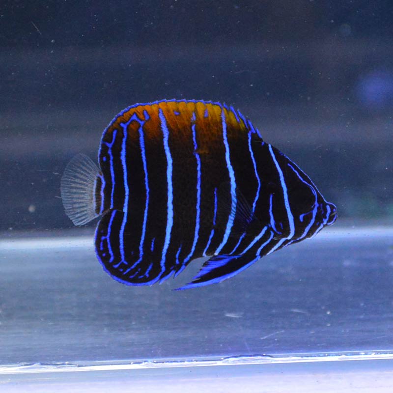 イナズマヤッコ 幼魚 バリ産 海水魚図鑑 過去入荷 海水魚 ヤッコ やどかり屋