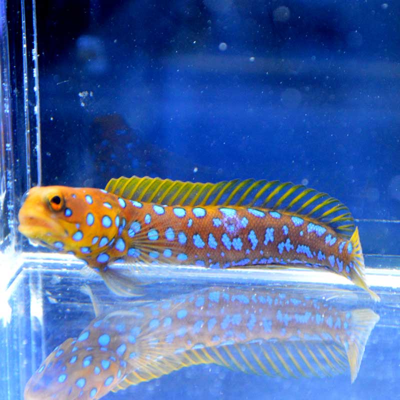 ブルースポットジョーフィッシュ 01【アメリカ産】 | 海水魚図鑑（過去