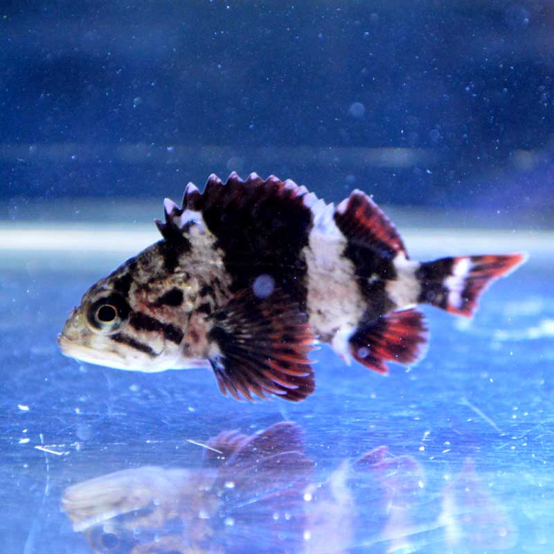 ヨロイメバル ソイsp 近海産ハンドコート 海水魚図鑑 過去入荷 海水魚 その他 やどかり屋