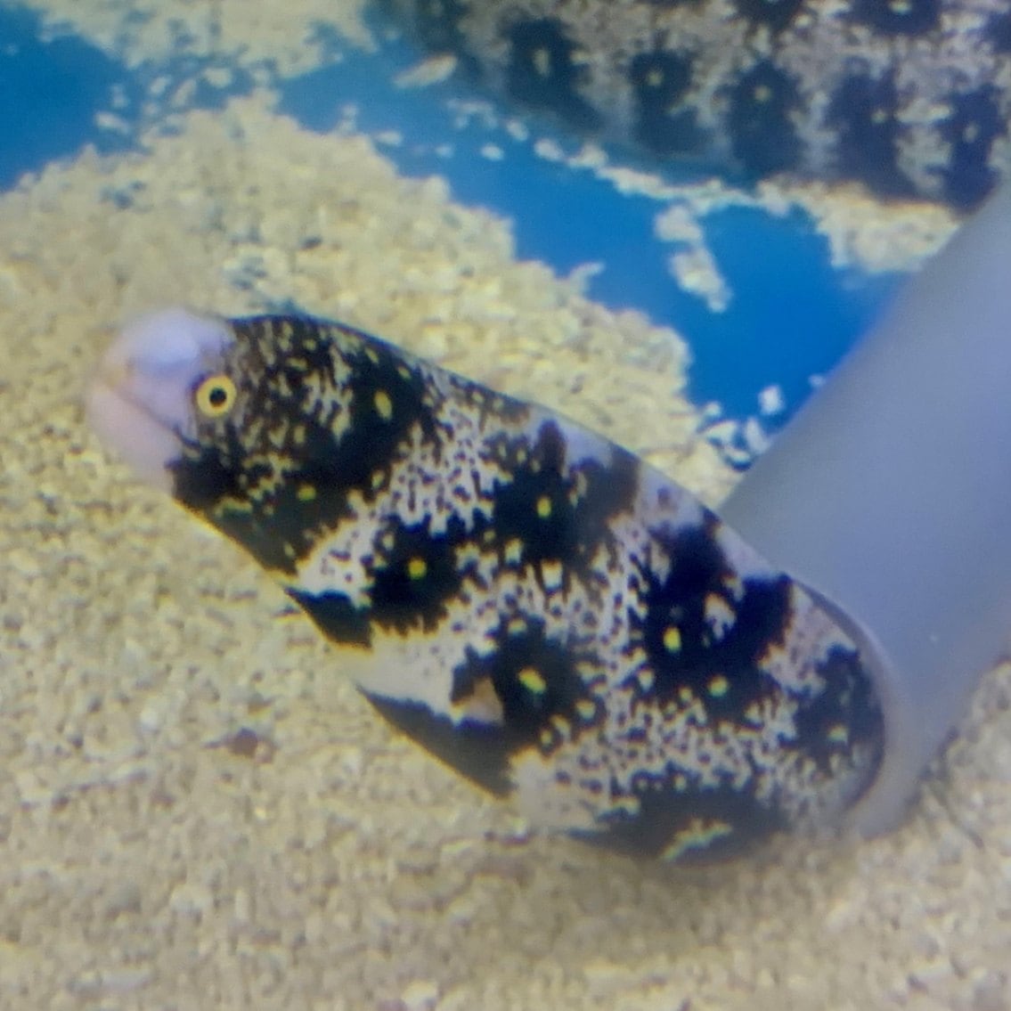 クモウツボ フィリピン産 海水魚 ウツボ アナゴ やどかり屋
