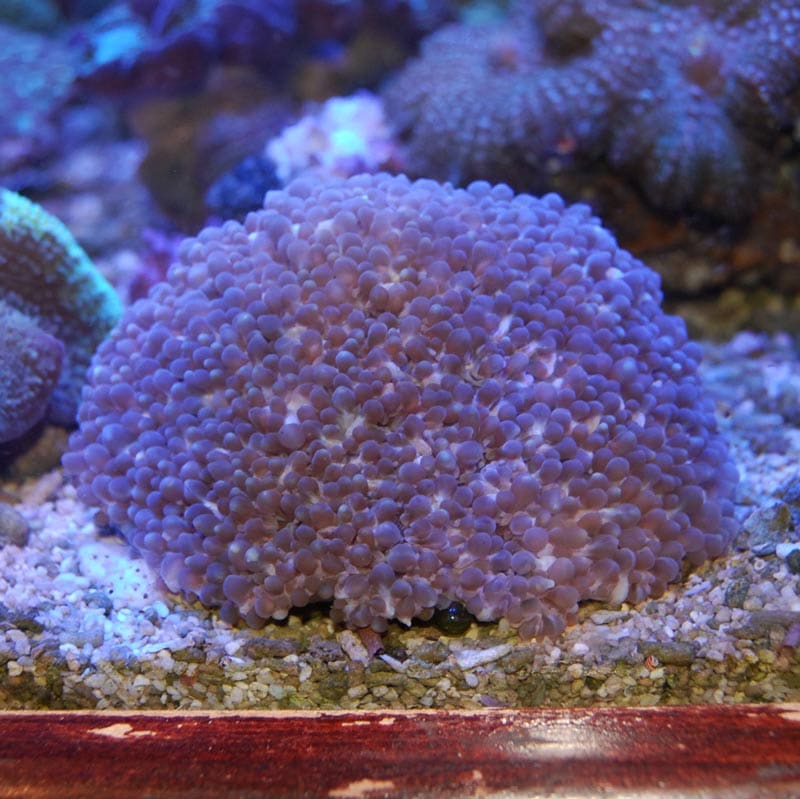 Echinophyllia sp|SPS ハードコーラル　アクアスタイルユー サンゴ 通販 販売 ASY サンゴ キッカサンゴ No.1 キッカサンゴ ゴールド SPS ハードコーラル