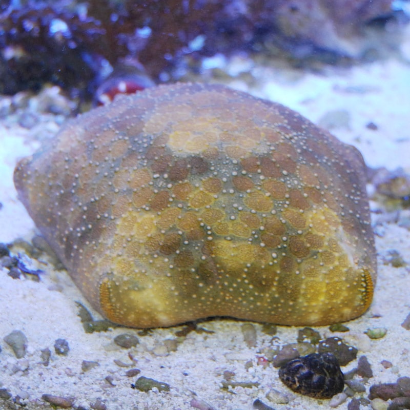マンジュウヒトデ 沖縄産 海水魚図鑑 過去入荷 海水魚 ヒトデ シダ ウニ やどかり屋