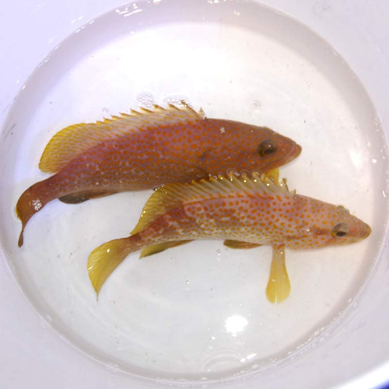キジハタ (アコウ)天然ペア【近海産ハンドコート】 | 海水魚図鑑(過去入荷),海水魚,バスレット・ハナダイ・ハタ | やどかり屋