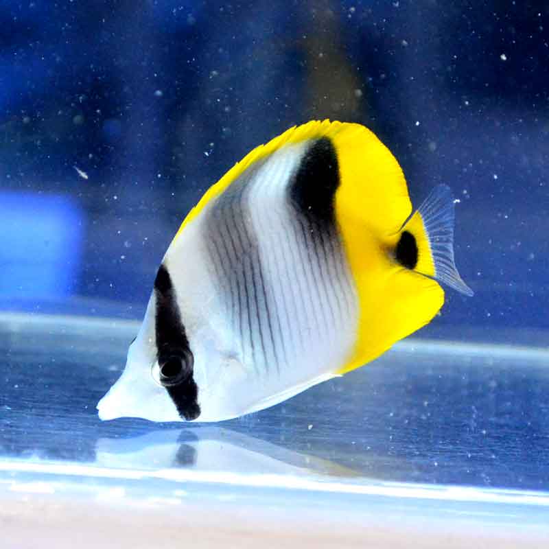 1匹づつorまとめて　海水魚　熱帯魚　売ります※投稿期間3月31日まで 1匹づつorまとめて 海水魚 熱帯魚 売ります※投稿期間3月31日まで