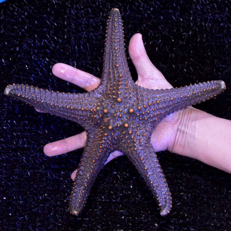 限定価格セール 海水魚 ヒトデ コブヒトデモドキ レッド １匹 Alice Com Ve