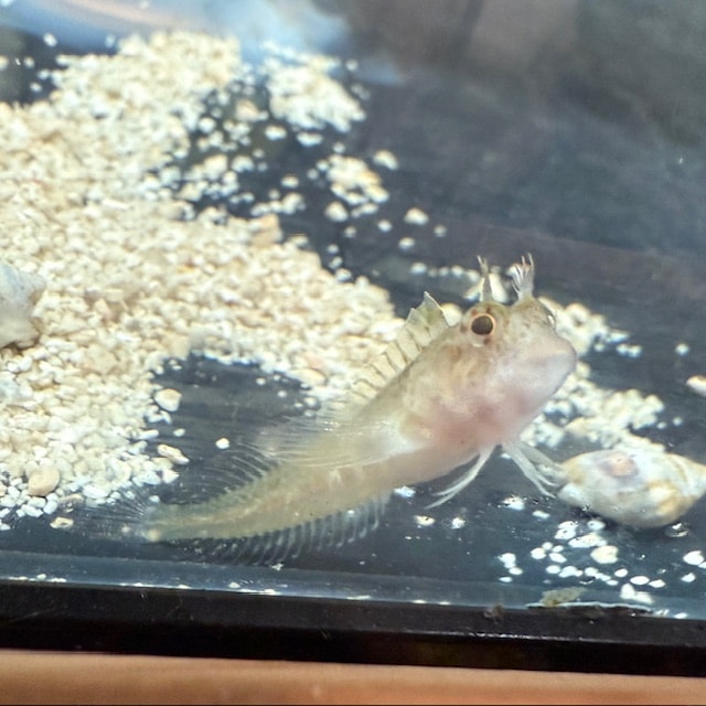 エビスダイ 本物剥製 学名:ソルジャーフィッシュ エビスダイ 本物剥製