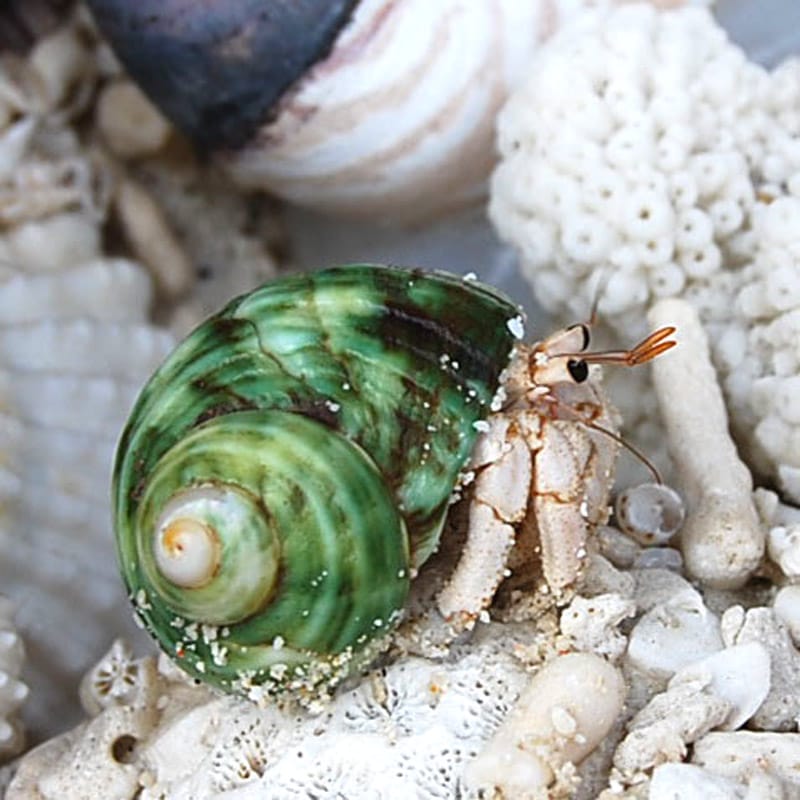 【ヤドカリ】 ヤドカリ万能フード Zicra CORPORATION 有限会社ジクラ