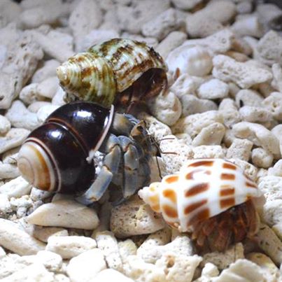 オカヤドカリ SSサイズ | すべての商品 | やどかり屋