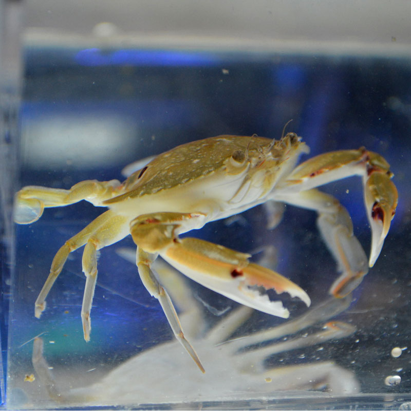 ジャノメガザミ 近海産 海水魚図鑑 過去入荷 甲殻類 やどかり屋 ジャノメガザミ 近海産 海水魚図鑑 過去入荷 甲殻類 やどかり屋