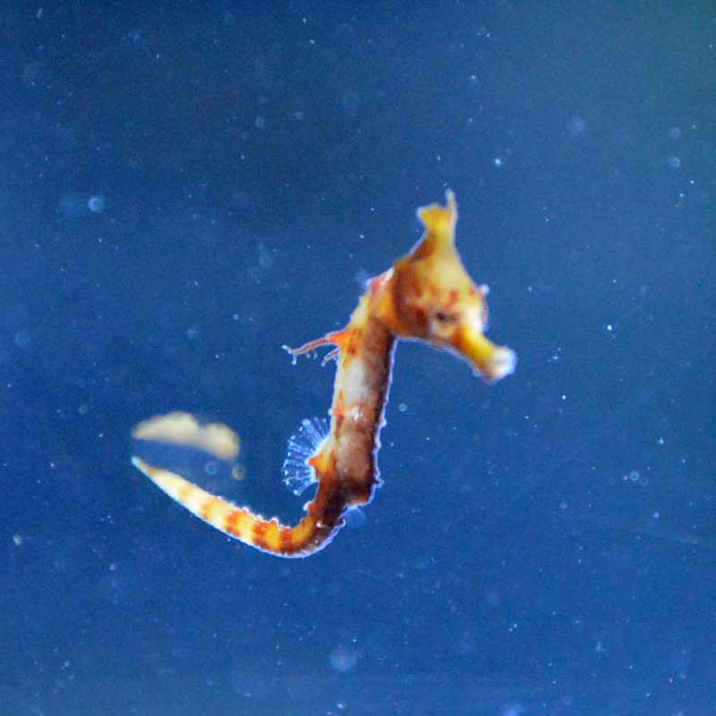 ヒメタツ子持ち個体　タツノオトシゴ。。 ヒメタツの繁殖シーズンど真ん中！ 熊本県・水俣市｜ニュース