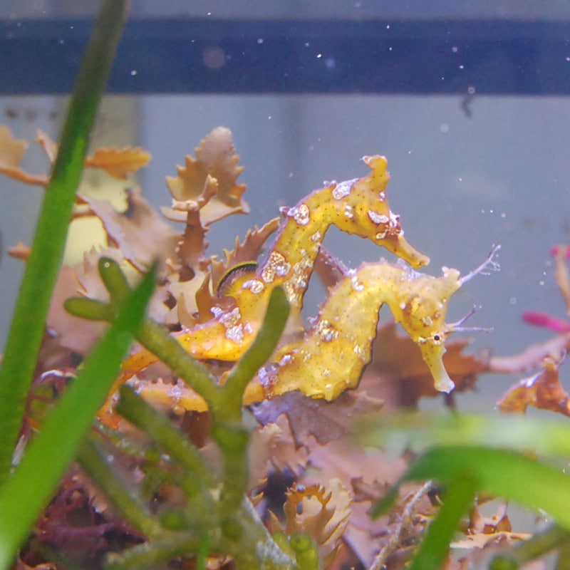 タツノオトシゴ ペア 02 【近海産ハンドコート】 | 海水魚図鑑（過去