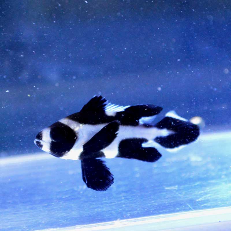 マダラタルミ 幼魚 海水魚図鑑 過去入荷 海水魚 その他 やどかり屋