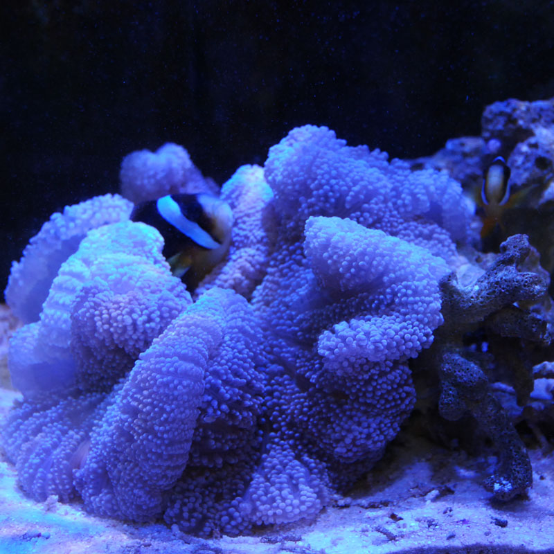 沖縄産 ハタゴイソギンチャク（20㎝前後）u0026カクレクマノミペア