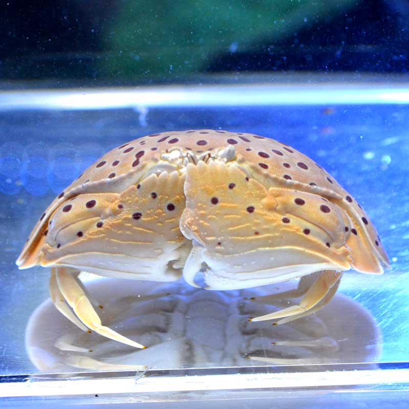マルソデカラッパ スポット 02 | 海水魚図鑑（過去入荷）,甲殻類