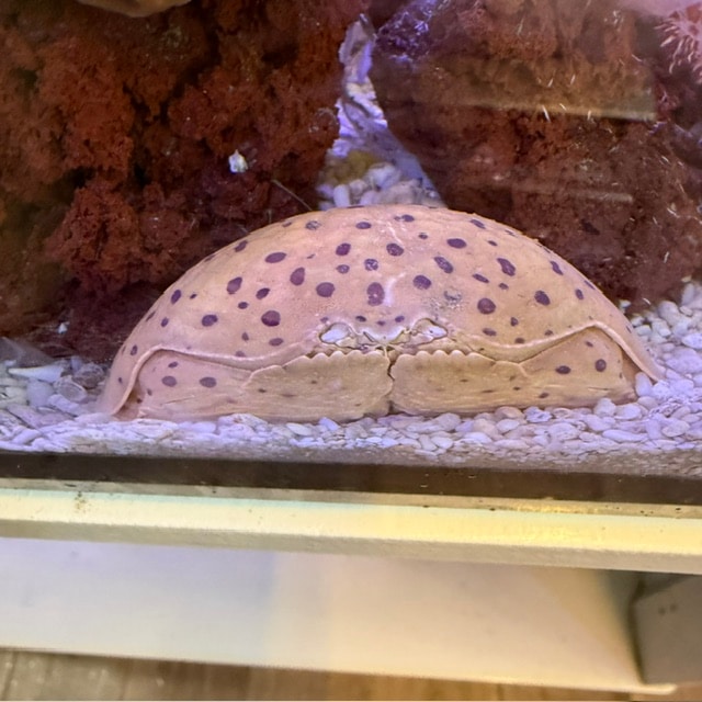 マルソデカラッパ スポットタイプ【フィリピン産】 | 水棲ヤドカリ