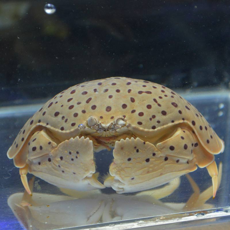 マルソデカラッパ スポット | 海水魚図鑑（過去入荷）,甲殻類 | やどかり屋