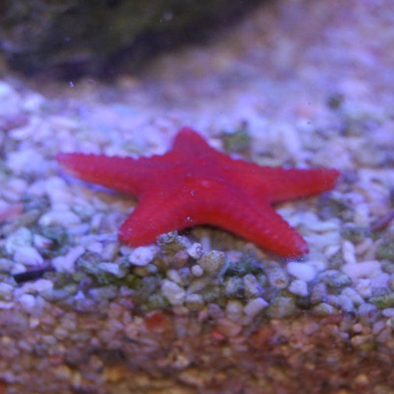 コブヒトデ オレンジ 海水魚図鑑 過去入荷 海水魚 ヒトデ シダ ウニ やどかり屋