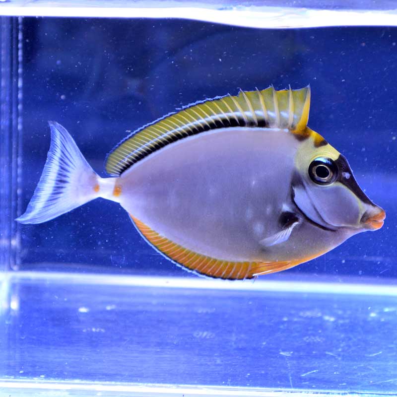 魚壁飾り　ミヤコテングハギ成魚［額装（天然木）］ ミヤコテングハギ【モルジブ産】 | 海水魚図鑑（過去入荷）,海水魚
